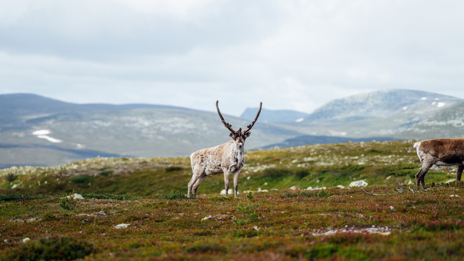 ©Fjallfoto_Alexander_Neimert_08.jpg.